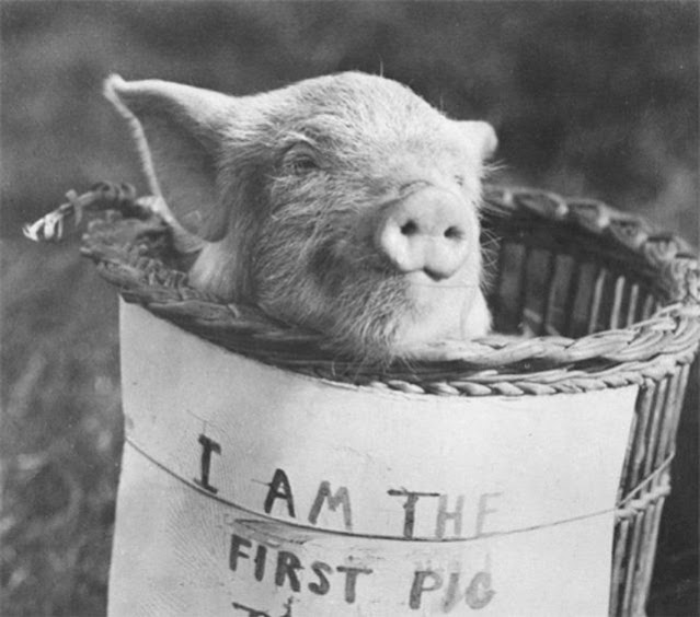 first-pig-to-fly-3.jpg